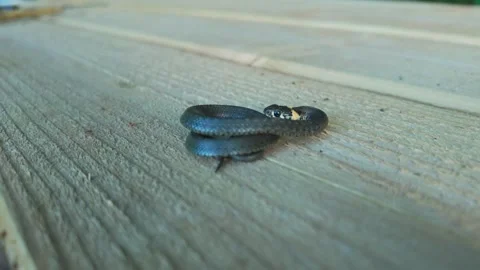 Close Up, Young Grass Snake Curled On Timber Surface With Gentle Movement Today Stock Footage 341922650