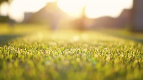 Close up of young grass in the sunset, blurred background, beautiful sunlight 스톡 동영상 197160394