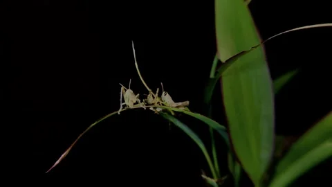 Close up of young grasshopper on a leaf at night Stock Footage 340233016
