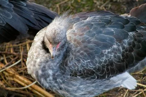 Close-up of a Young Gray Bird Stock Photos