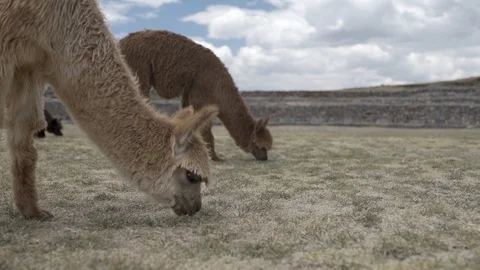 Close-up of young grazing alpacas Stock Footage 123819312