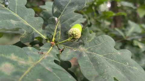 Close-up of a young green acorn growing on an oak tree branch among textured  Stock Footage 340405901