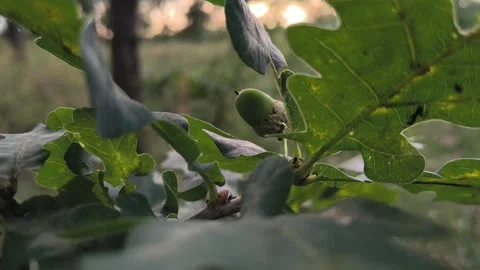 Close-up of a young green acorn growing on an oak tree branch among textured  Stock Footage 340405984