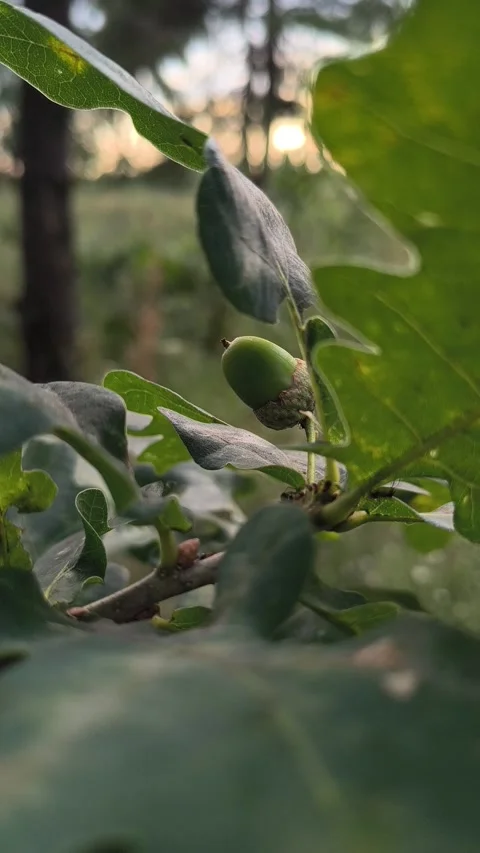 Close-up of a young green acorn growing on an oak tree branch among textured  Stock Footage 340406007