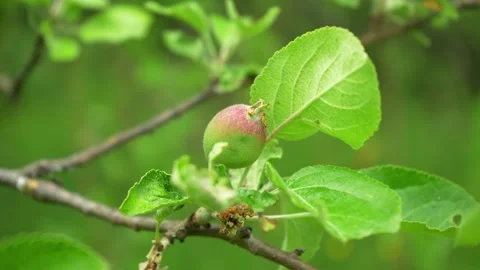 Close-up of a young green apple with a soft red blush growing on a tree branch Stock Footage 335103521