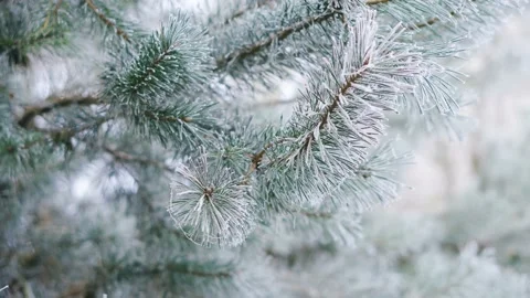 Close-up of a young green Christmas tree branch outdoors in the snow Stock Footage 144246773