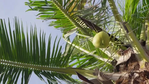Close Up Young Green Coconut Fruit Growing On Palm Tree Jakarta Indonesia Stock Footage 340485440