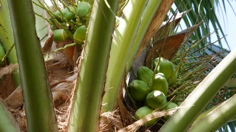 Close-up of young green coconuts clustered on a fruiting palm tree against the s 스톡 동영상 342612133