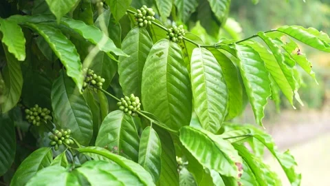 Close up a Young green coffee cherries growing in clusters on a coffee tree Stock Footage 344707080