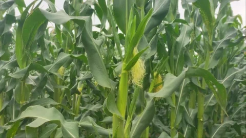 Close Up of Young Green Corn Cob Growing on Stalk in Farm Stock Footage 344971186