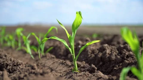 Close-up, young green corn, maize sprouts. Corn growing. Agricultural scene Stock Footage 239560302