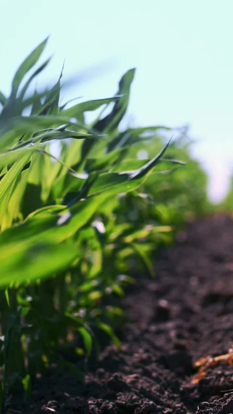 Close-up, young green corn, maize sprouts, shoots, planted in rows in field on Stock Footage 315090907