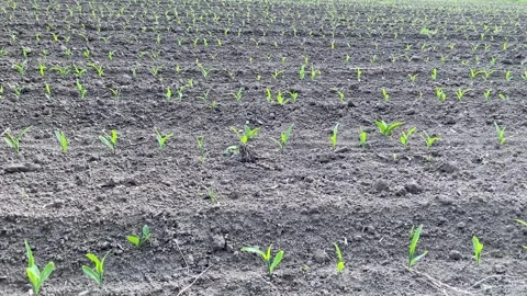 Close-up of young green corn sprouts growing in rows on a farm Stock Footage 335764703