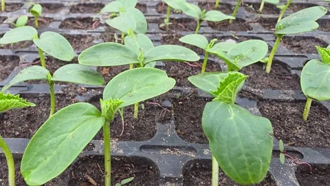 Close-up of young green cucumber seedlings growing in black plastic germina.. Vídeo Stock 334449140