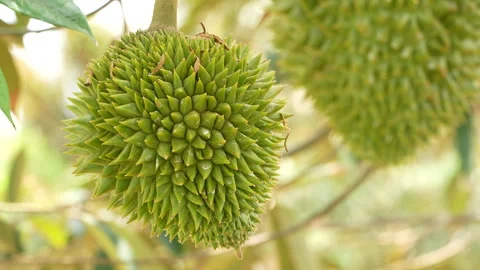 Close Up Of Young Green Durian Fruit On Tree Branch Видео 333836934