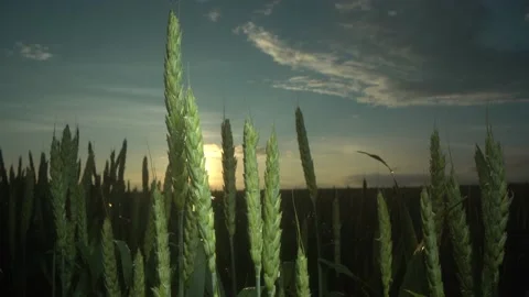 A close-up of the young, green ears of wheat in the setting sun. Photo taken in Stock Footage 162033381