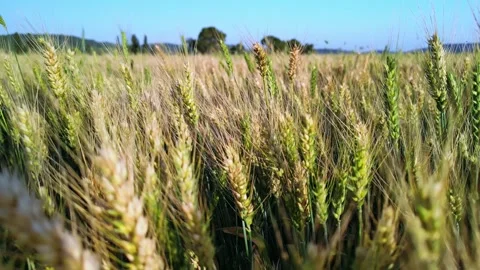 Close-up of young green ears of wheat fluttering in the wind in a large field Stock Footage 248609948