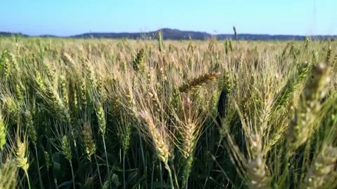 Close-up of young green ears of wheat fluttering in the wind in a large field Stock Footage 251943499