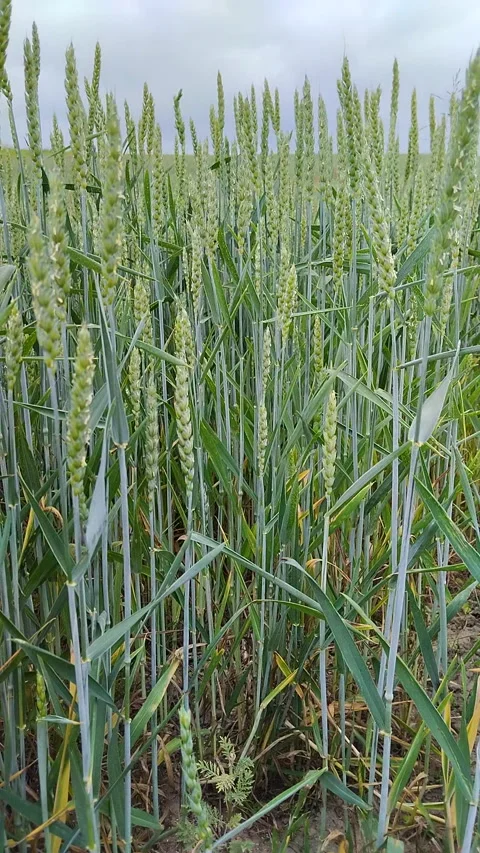 Close up of young green ears of wheat in a commercial farm field Stock Footage 348602323