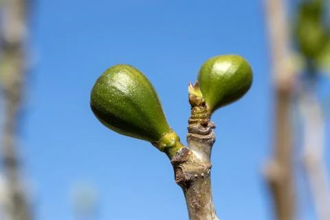 Close up of young green fig fruit and fresh leaves on branch in spring Stock Photos