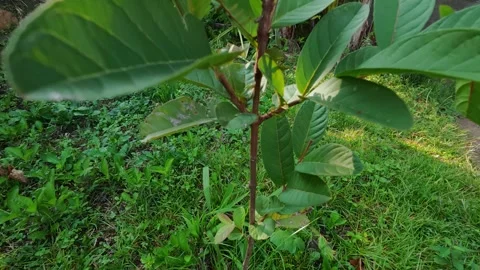 Close-Up of Young Green Guava Tree Sapling in the Garden Stock Footage 337804864