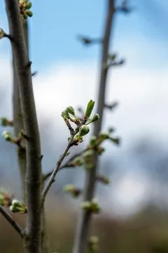Close up of young green leaf buds developing on a bare branch in early spring Foto stock