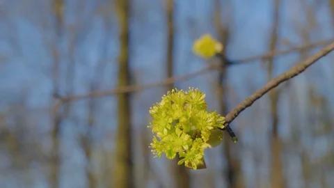 Close-up, Young Green Leaf Sprouts on the Tree Branch in the Spring Forest Stock Footage 127804748