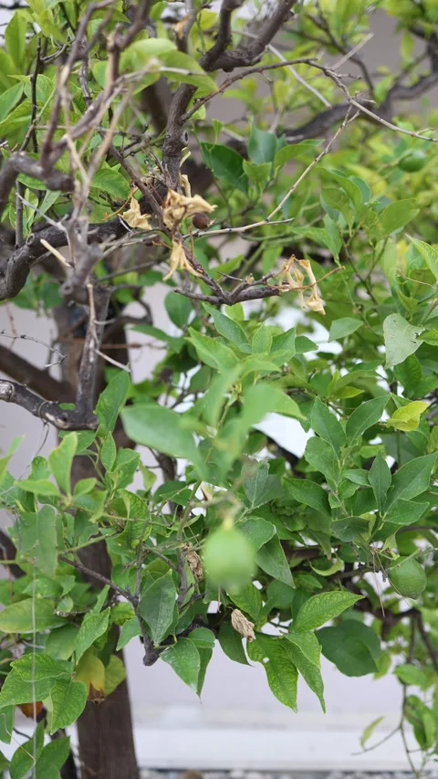 Close up of young green lemon growing on citrus tree Stock Footage 341318239