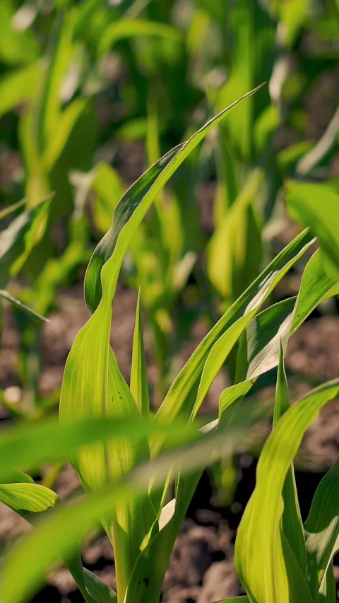 Close-up, young green maize sprouts, shoots, swaying in the wind in sunlight, on Stock Footage 314787280