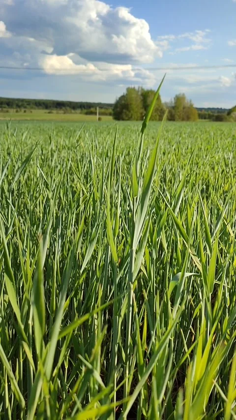Close-up of young green oat sprouts growing in a field. Stock-Footage 244768608