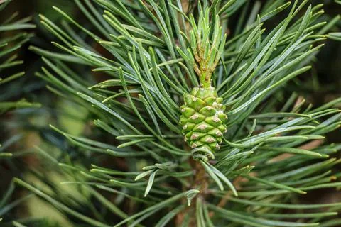 Close-up of a young green pine cone developing on a pine tree branch Stock Photos