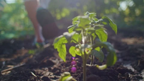 Close-up of young green plants growing in soil in a garden. Gardening and growth Stock Footage 291323329