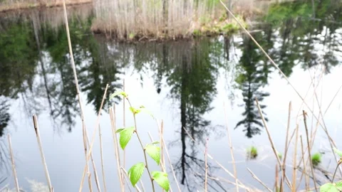 Close up of a young green sapling in the foreground Stock Footage 336185864