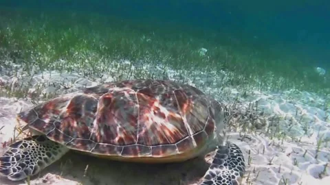 Close-Up of Young Green Sea Turtle Feeding and Surfacing to Breathe Vídeos de archivo 341554269