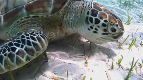 Close-Up of Young Green Sea Turtle Feeding and Surfacing to Breathe Stock Footage 341554305