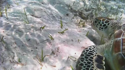 Close-Up of Young Green Sea Turtle Feeding and Surfacing to Breathe Vídeos de archivo 342636275