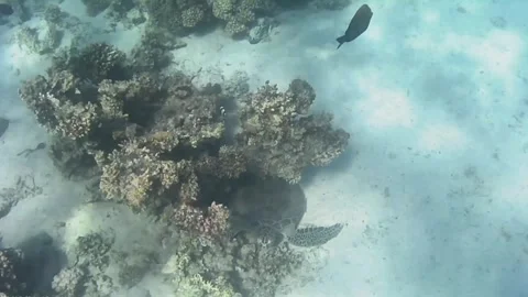 Close-Up of Young Green Sea Turtle Swimming Over Coral Reef 스톡 동영상 343728900