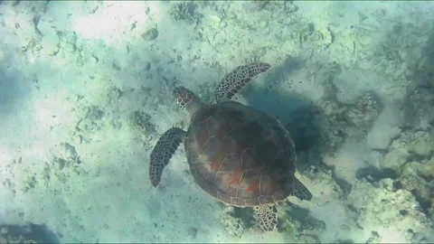 Close-Up of Young Green Sea Turtle Swimming Over Coral Reef Stock Footage 343728912