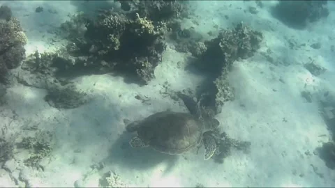 Close-Up of Young Green Sea Turtle Swimming Over Coral Reef Stock Footage 343728919
