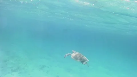 Close-Up of Young Green Sea Turtle Swimming Over Coral Reef Stock Footage 343728985