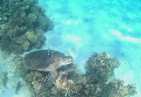 Close-Up of Young Green Sea Turtle Swimming Over Coral Reef Vídeos de archivo 343728986