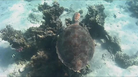 Close-Up of Young Green Sea Turtle Swimming Over Coral Reef Stock Footage 343729001