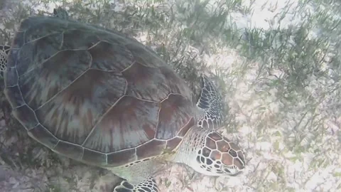Close-Up of Young Green Sea Turtle Swimming Over Coral Reef Stock Footage 343729026