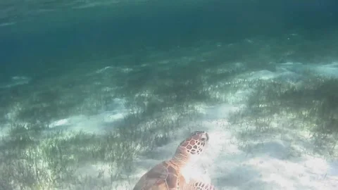 Close-Up of Young Green Sea Turtle Swimming Over Coral Reef Stock Footage 343729031