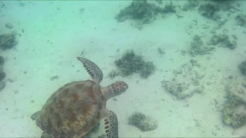 Close-Up of Young Green Sea Turtle Swimming Over Coral Reef Stock Footage 343729054