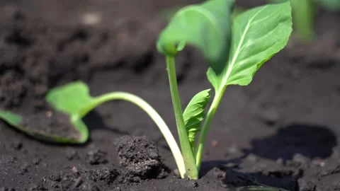 Close-up of a young green seedling sprouting in soil 库存影片 343699462