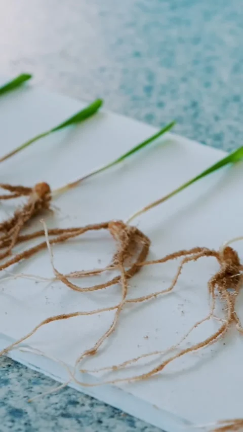 Close-up, young green shoots with root systems, research in the laboratory of Video stock 319390358