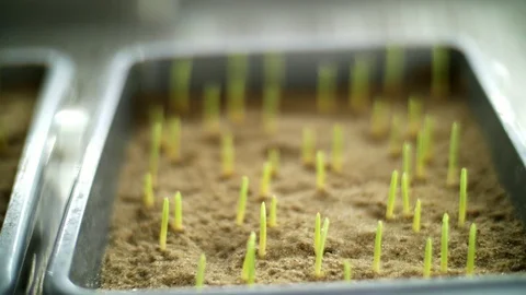 Close-up, young green sprouts in soil, ground. growing sprouts, germinating Stock Footage 96756992