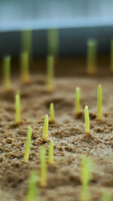 Close-up, young green sprouts in soil, ground. growing sprouts, germinating Stock-Footage 318592882