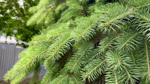 Close-up of a young green spruce branch. Stock Footage 277424719